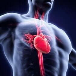 Schéma du système cardiaque. 