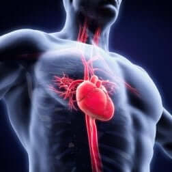 Schéma du système cardiaque.