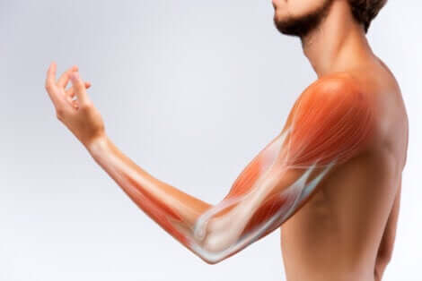 Muscles du bras d'un homme. 