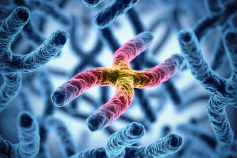 Un chromosome en image.