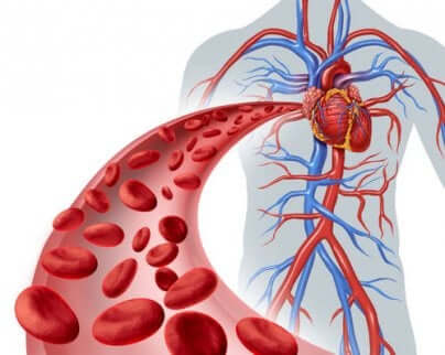 Circulation sanguine.