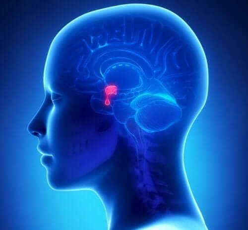 La glande pituitaire.