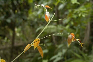 Plante la griffe du chat.