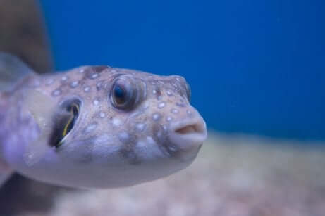Intoxication par poisson-globe.