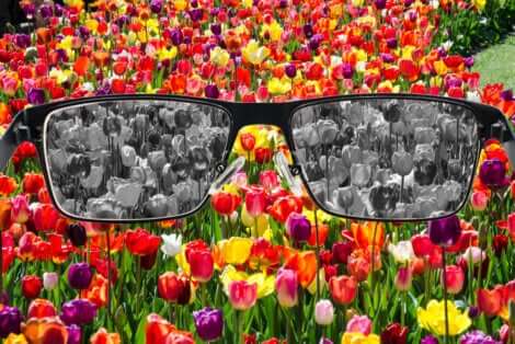 Des fleurs avec daltonisme.