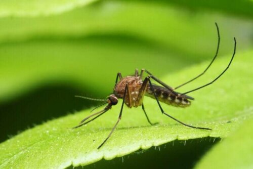 Les principales maladies transmises par les moustiques