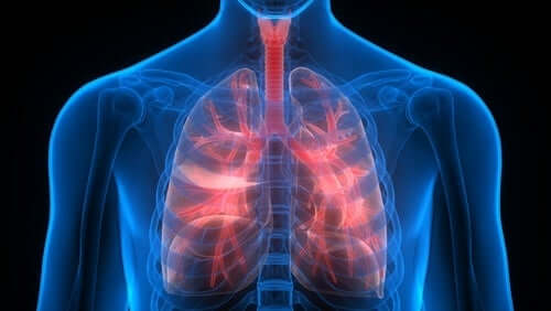 Les poumons d'une personne.