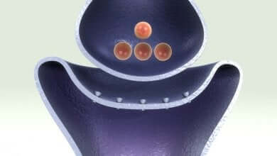 Les récepteurs d'acétylcholine.