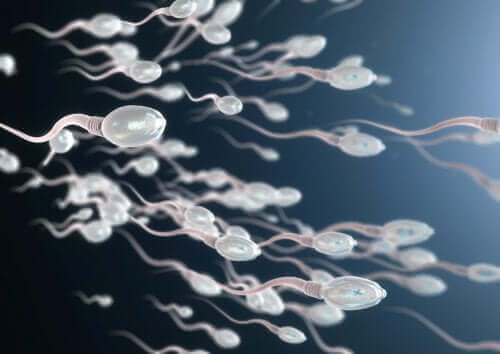 Des spermatozoïdes en image.