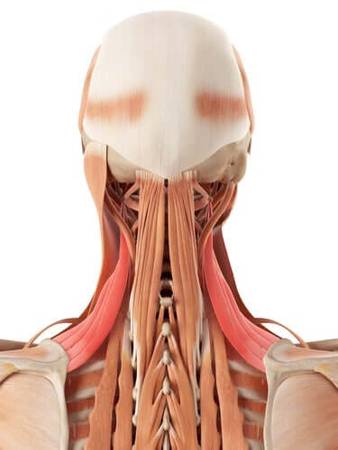 De quels os et cartilages le cou est-il composé ?