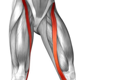 Anatomie du muscle Sartorius. 