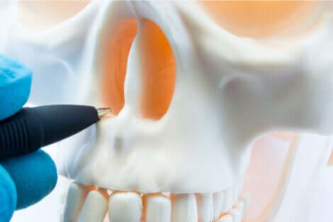 Anatomie du nez.