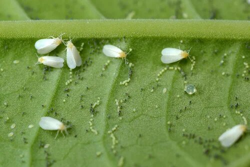 Les ravageurs et maladies des plantes peuvent aussi apparaitre sous la forme d'insectes destructeurs