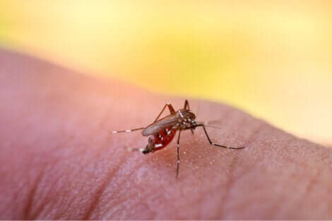 Le moustique aedes.