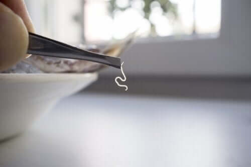 Les parasites alimentaires les plus communs