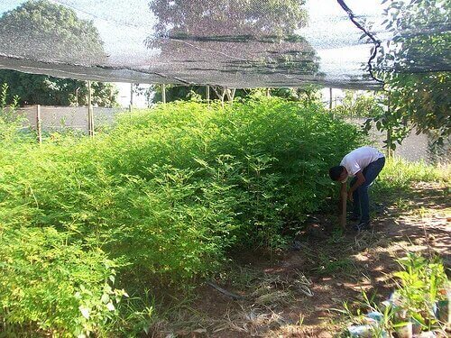 Les ravageurs et maladies des plantes frappent plus fortement certaines variétés.