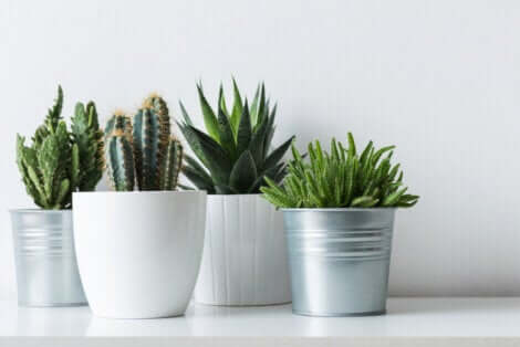 4 variétés de cactus. 