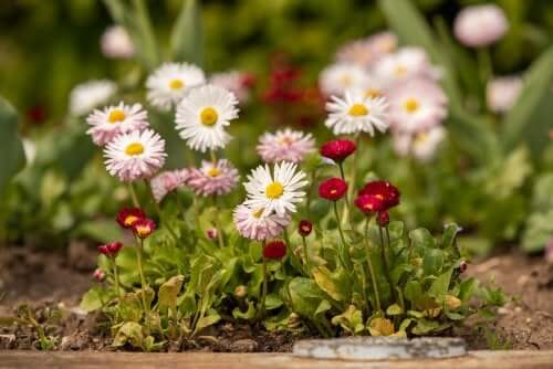 8 types de marguerites et leurs soins