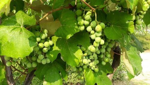 Que sont les composés phytochimiques ?