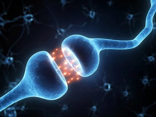 L'activité neuronale dans le cerveau.