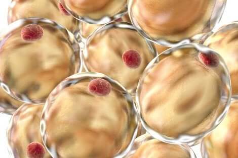 Des adipocytes en image.