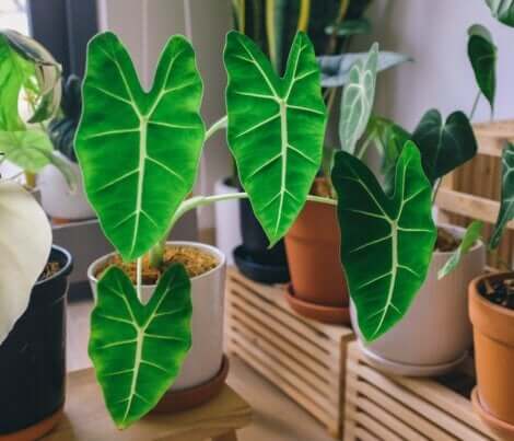 Feuilles d'alocasia en forme de coeur.