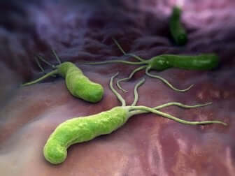 Bactéries en image. 