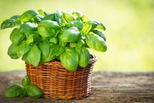 Types de basilic à cultiver dans son jardin