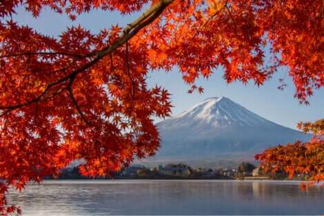 Un érable palmé devant le Mont Fuji.