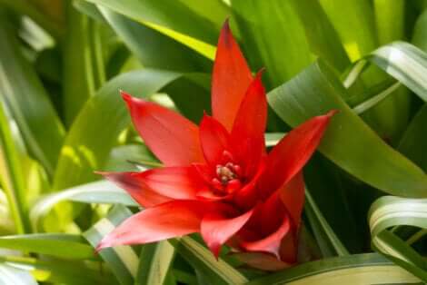 Guzmania à fleur rouge.
