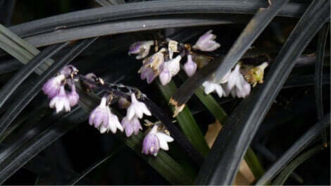 Le nigrescens est une plante de couleur noire.