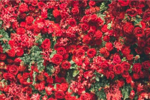 6 belles plantes de couleur rouge