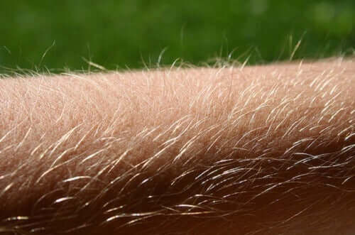 Des poils sur un bras.