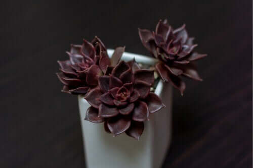 7 plantes originales de couleur noire