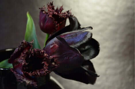 Une tulipe Queen of night. 