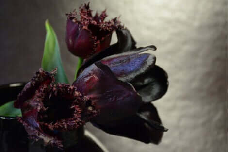 Une tulipe Queen of night.