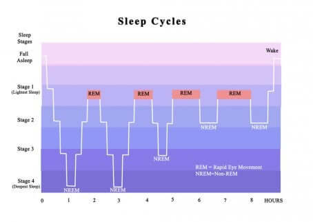 Les cycles du sommeil en schéma.