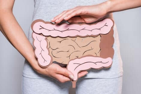 Schéma des intestins. 