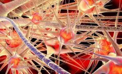 Fibres nerveuses en image.