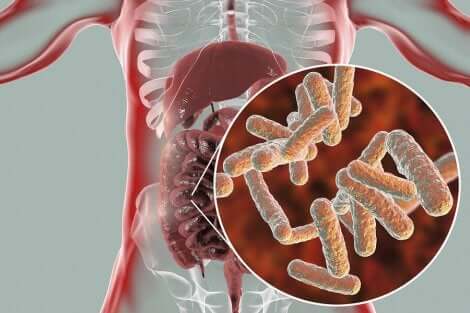 Le microbiote dans les intestins.