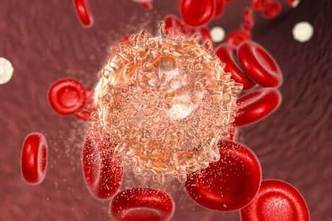Les globules rouges dans le sang.