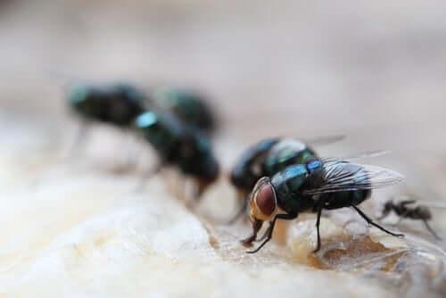 Des mouches sur une surface. 