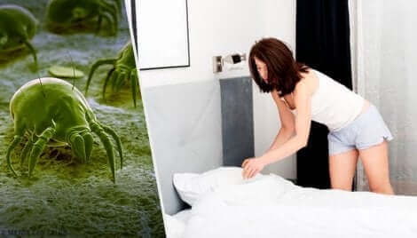 Comment réduire les acariens à la maison.