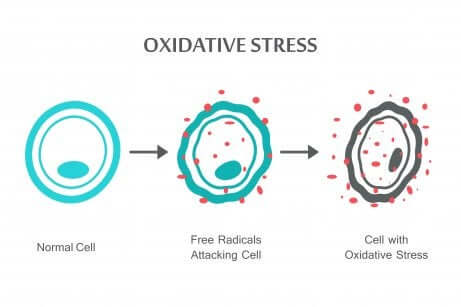 Le stress oxydatif sur les cellules.