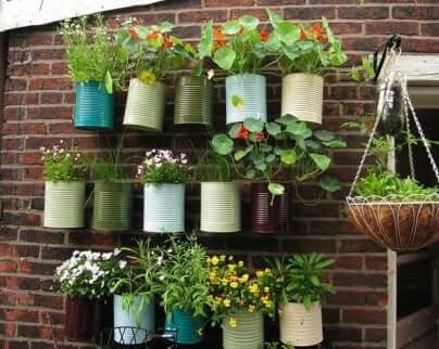 Pots de plantes contre un mur. 
