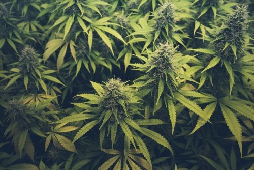 Troubles liés à la consommation de cannabis