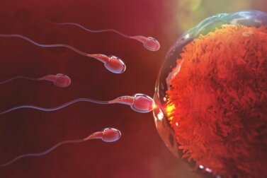 Combien de temps la fécondation prend-elle après un rapport sexuel ?