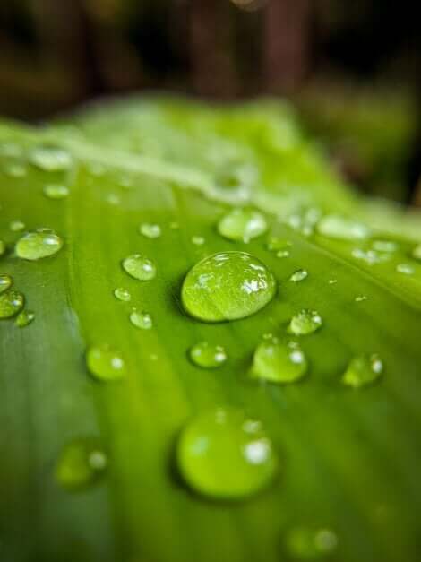 Des gouttes de pluie sur une feuille. 