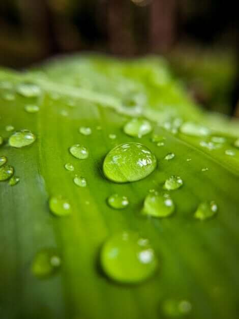 Des gouttes de pluie sur une feuille.