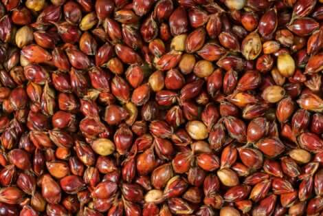 Des graines de sorgho.